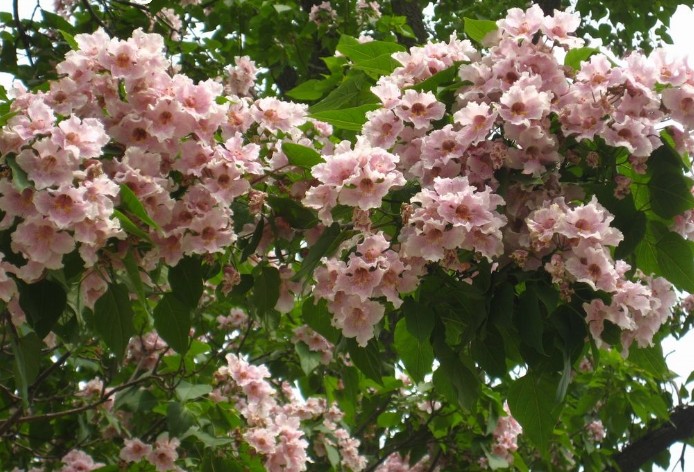 Catalpa bungei seed 